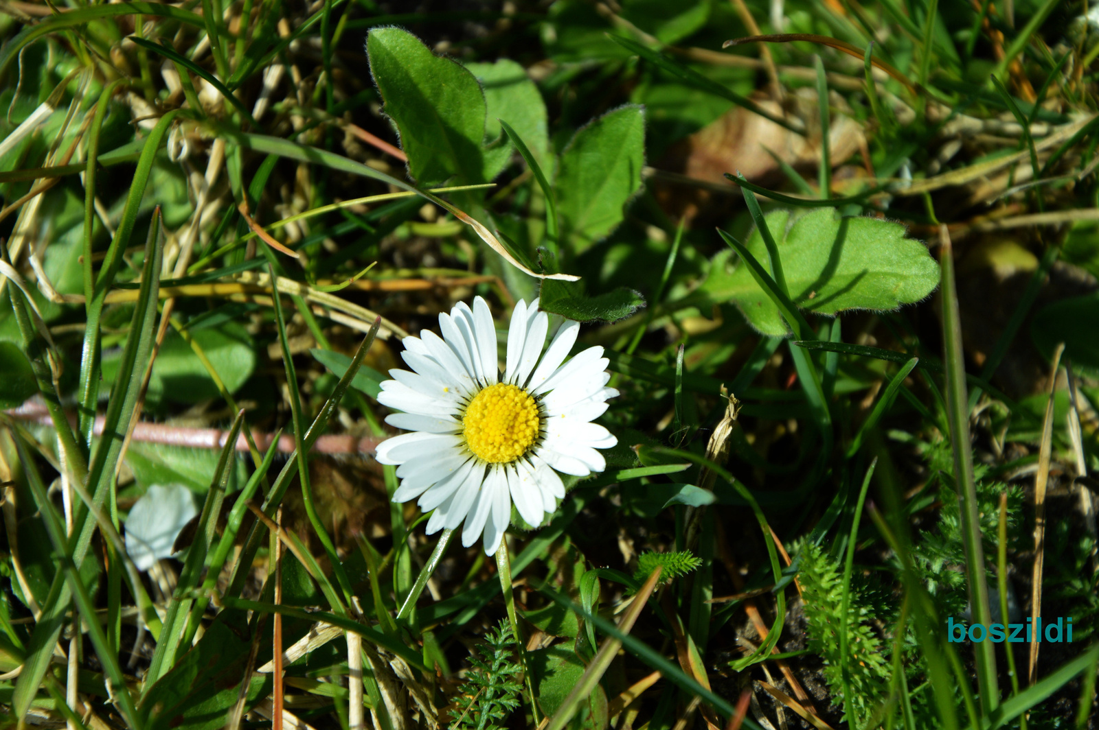 DSC 0788 tatai virág