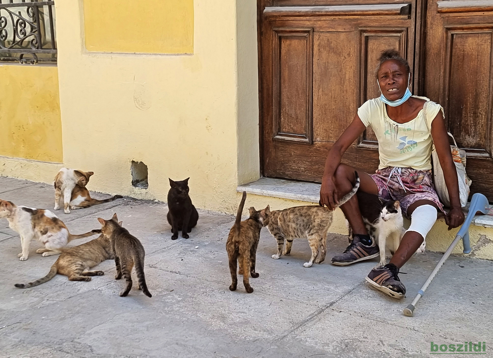 Havanna, macskák