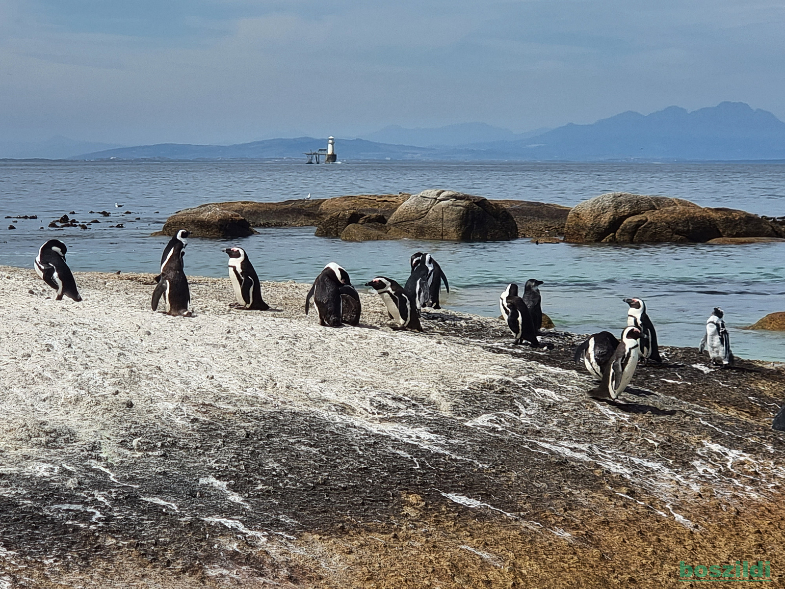21 Pingvin öböl