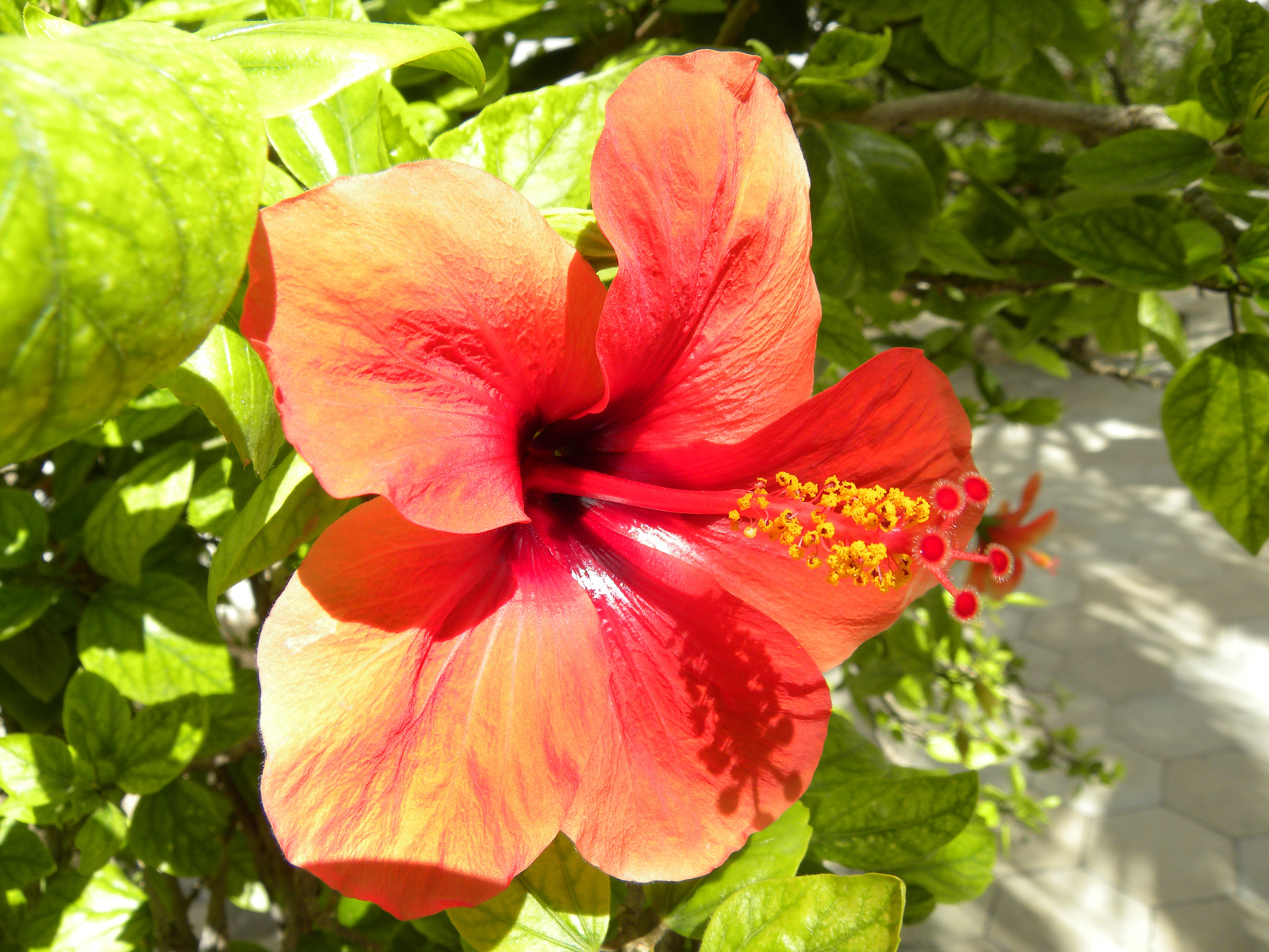 DSCN1832 hibiszkusz