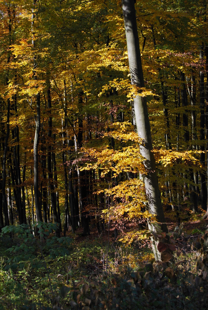 20111027 Thüringer Wald 010