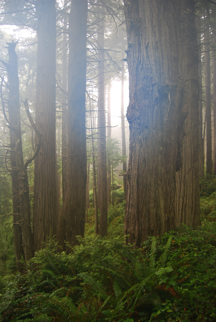 US12 0915 020 Redwood NP, CA