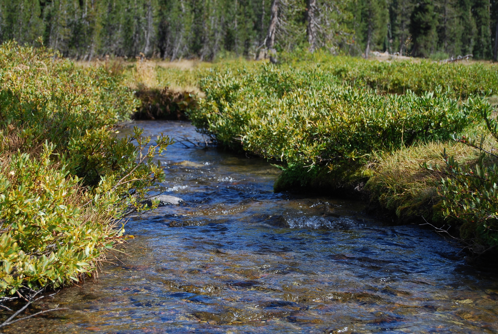 US12 0918 054 Kings Creek, Lassen NP, CA