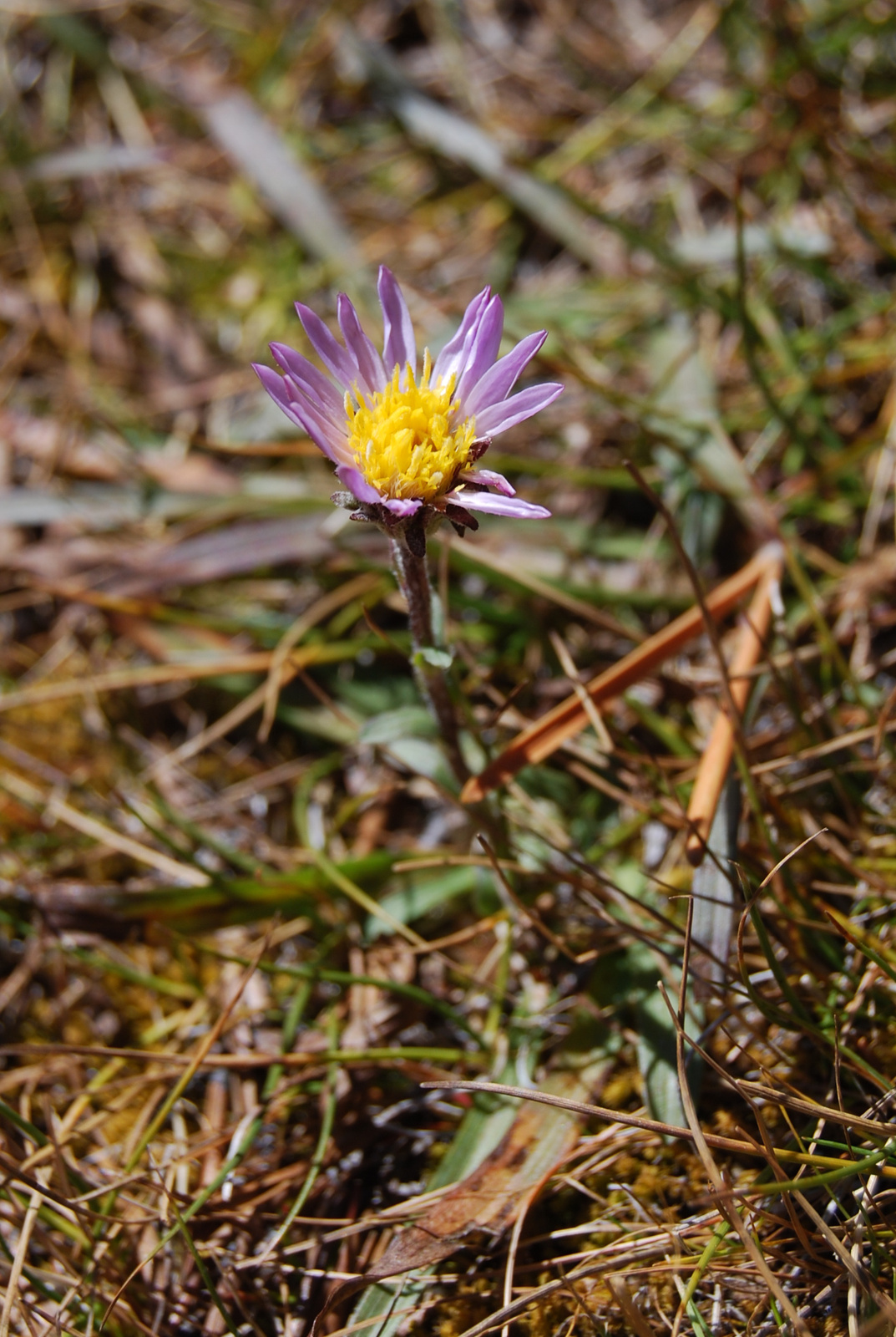 US12 0924 048 Tuolumne Meadows, Yosemite NP, CA