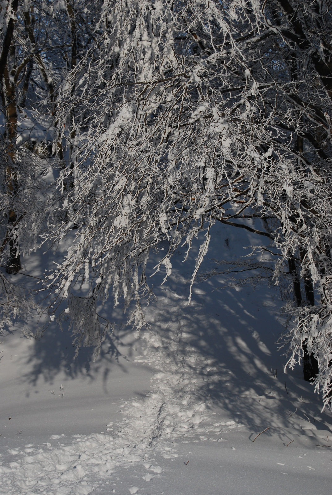 20130119 Börzsöny 107