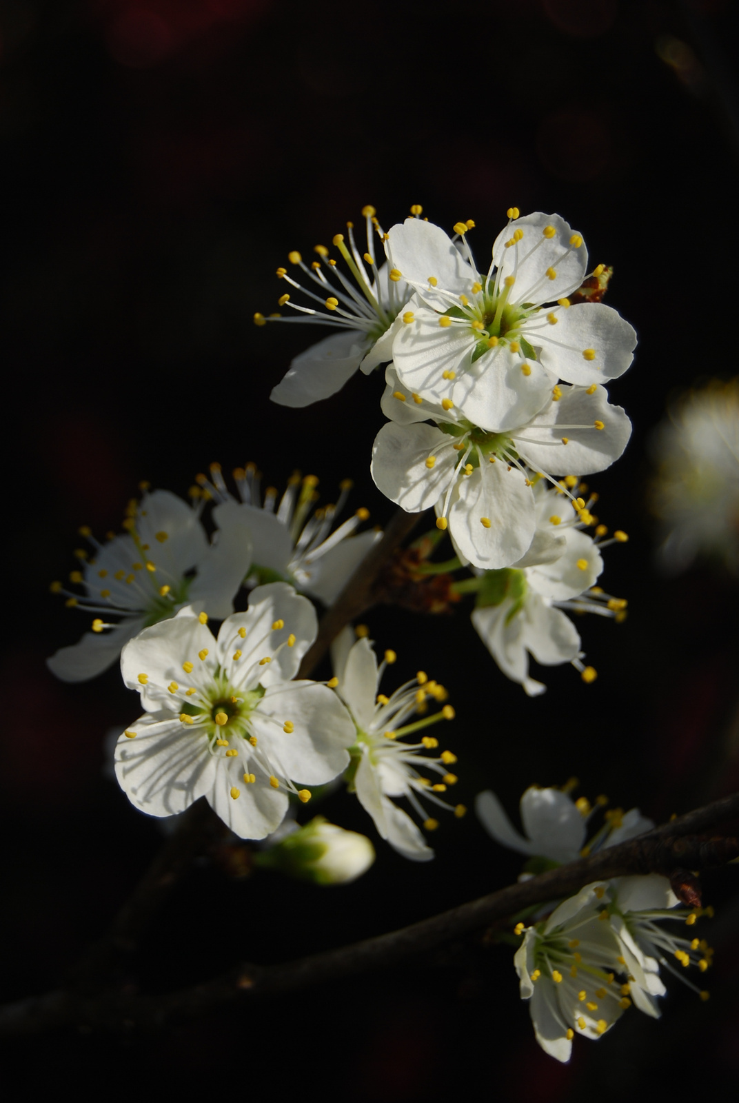 20130419 001 Gyula