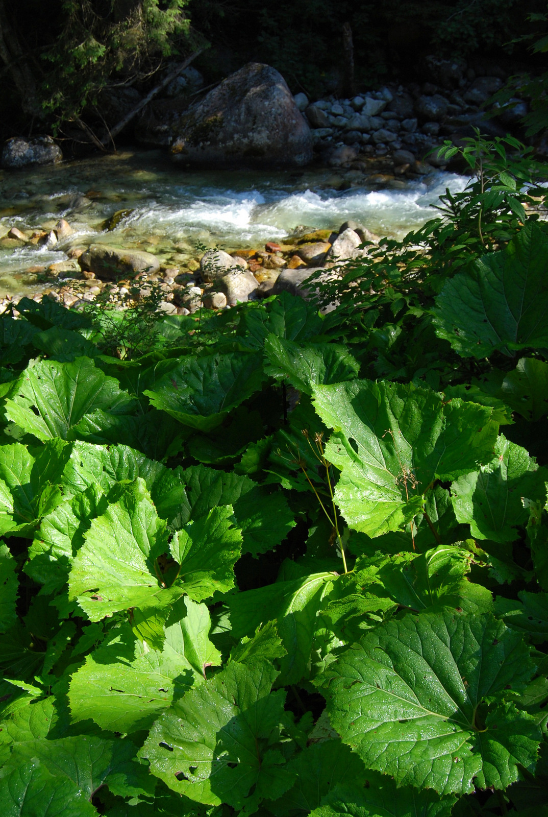 20130802 004 Javorová dolina