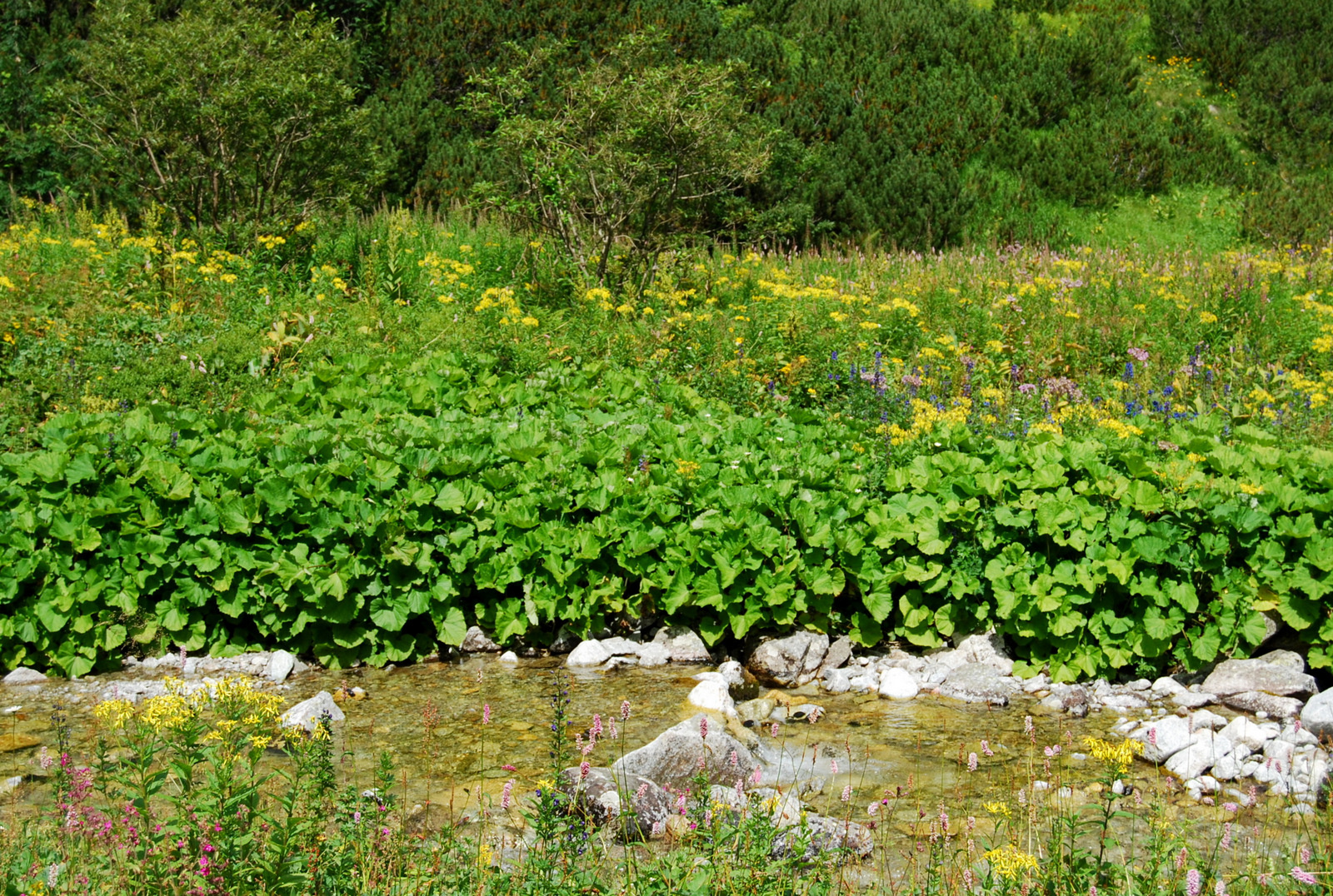 20130802 058 Javorová dolina