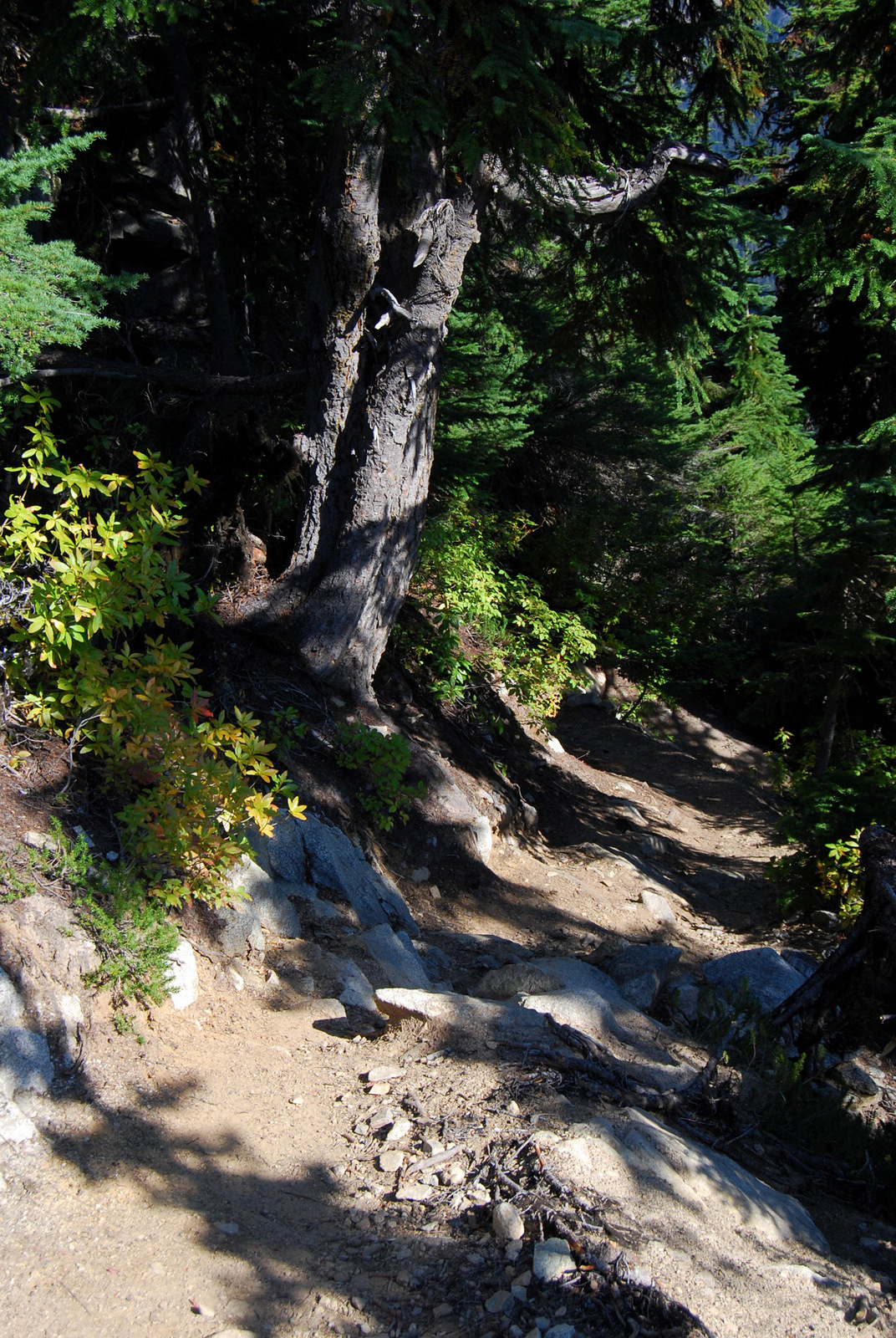 US13 0914 008 Maple Loop Trail, North Cascades NP, WA