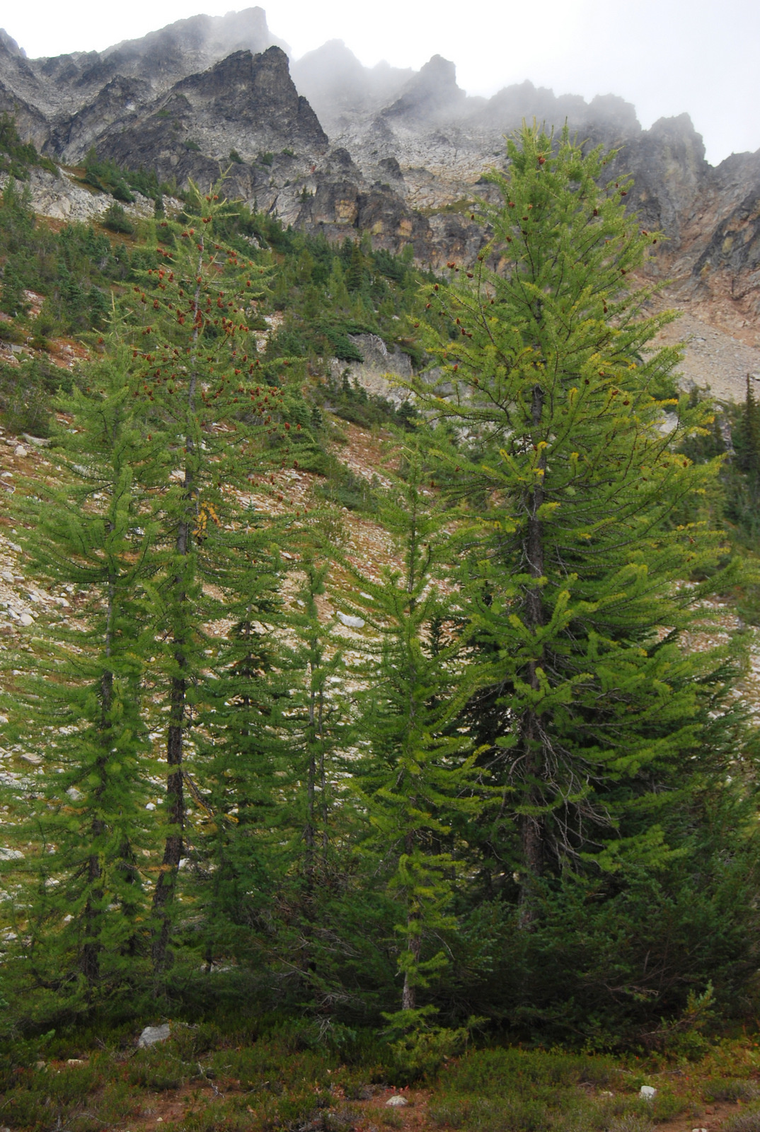 US13 0916 024 McGregor Mtn Trail, Stehekin Valley, WA