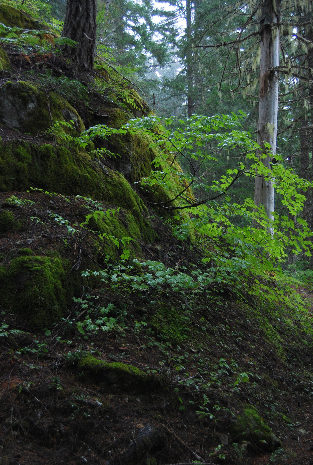 US13 0922 010 Mt.Rainier NP, WA