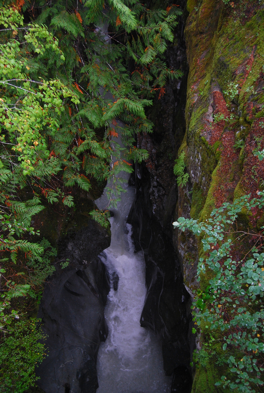 US13 0922 015 Mt.Rainier NP, WA