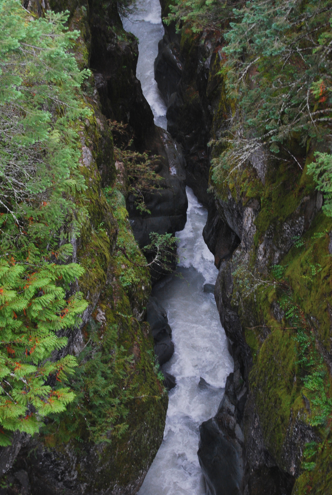 US13 0922 020 Mt.Rainier NP, WA