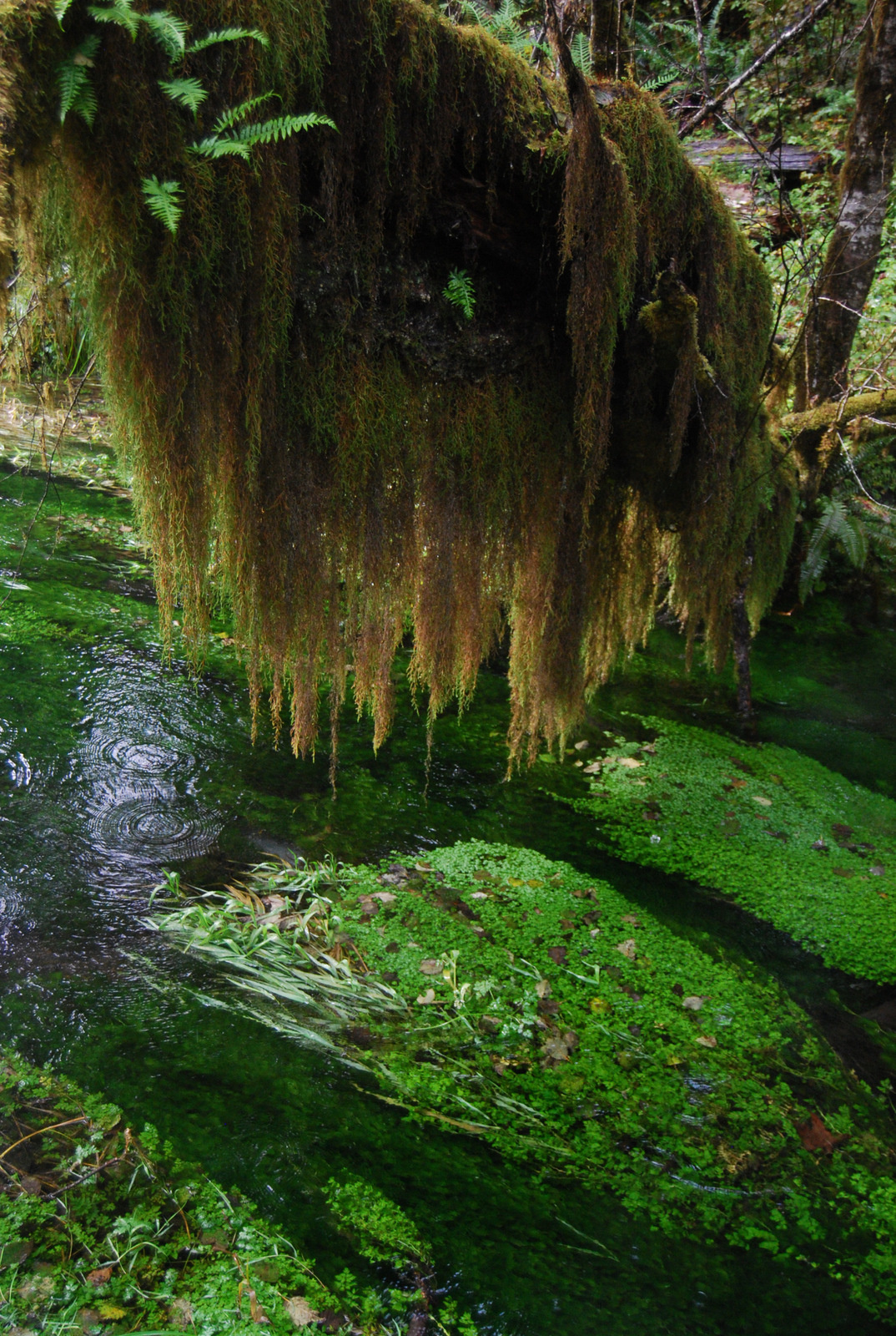 US13 0923 026 Hoh Rain Forest, Olympic NP, WA