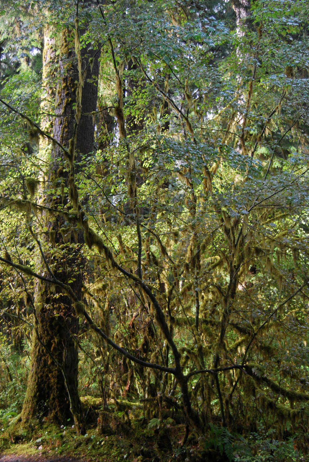 US13 0923 029 Hoh Rain Forest, Olympic NP, WA