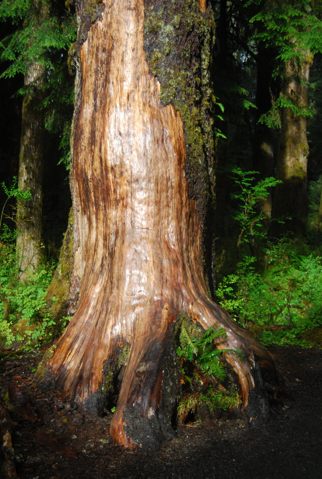 US13 0923 031 Hoh Rain Forest, Olympic NP, WA