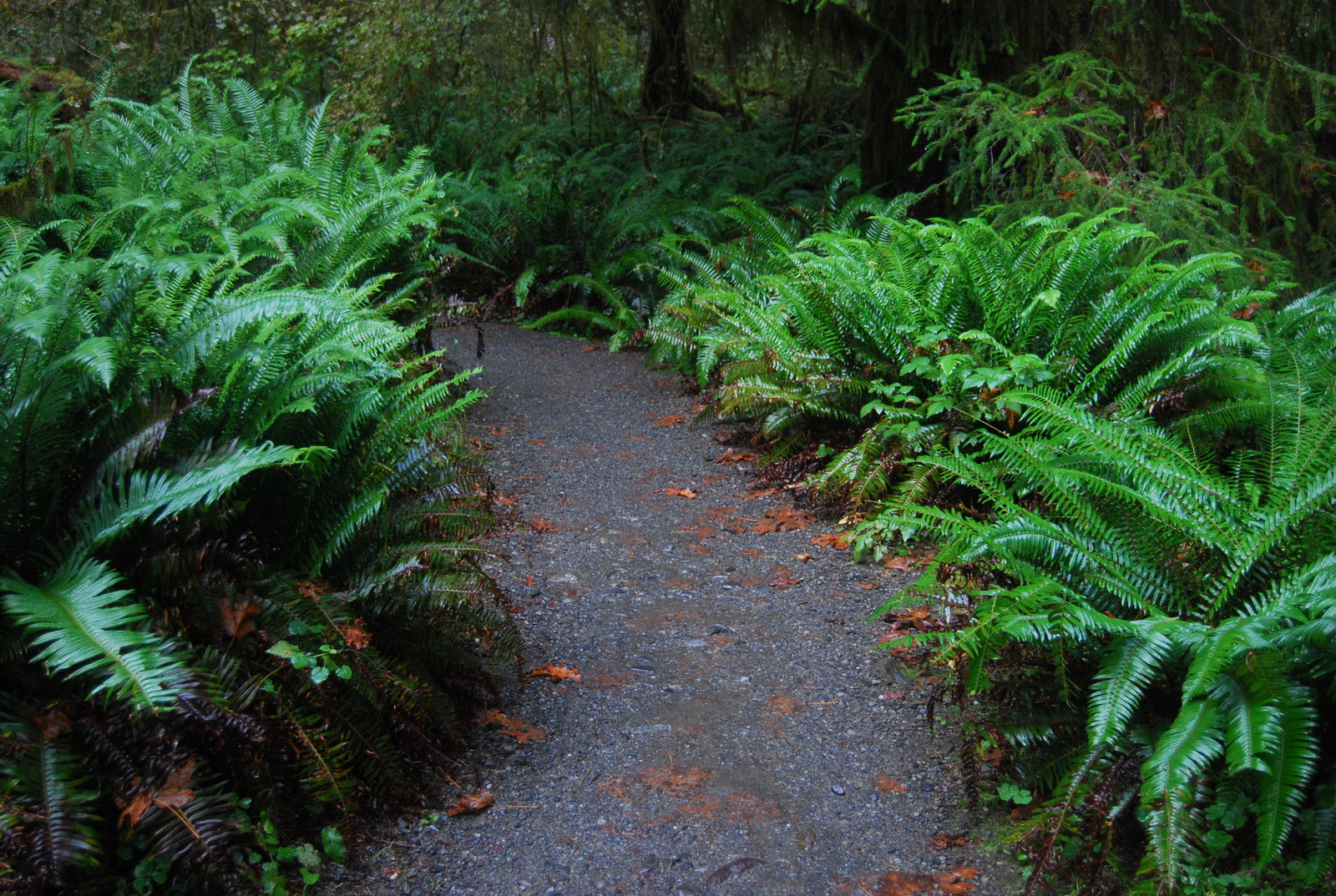 US13 0923 043 Hoh Rain Forest, Olympic NP, WA