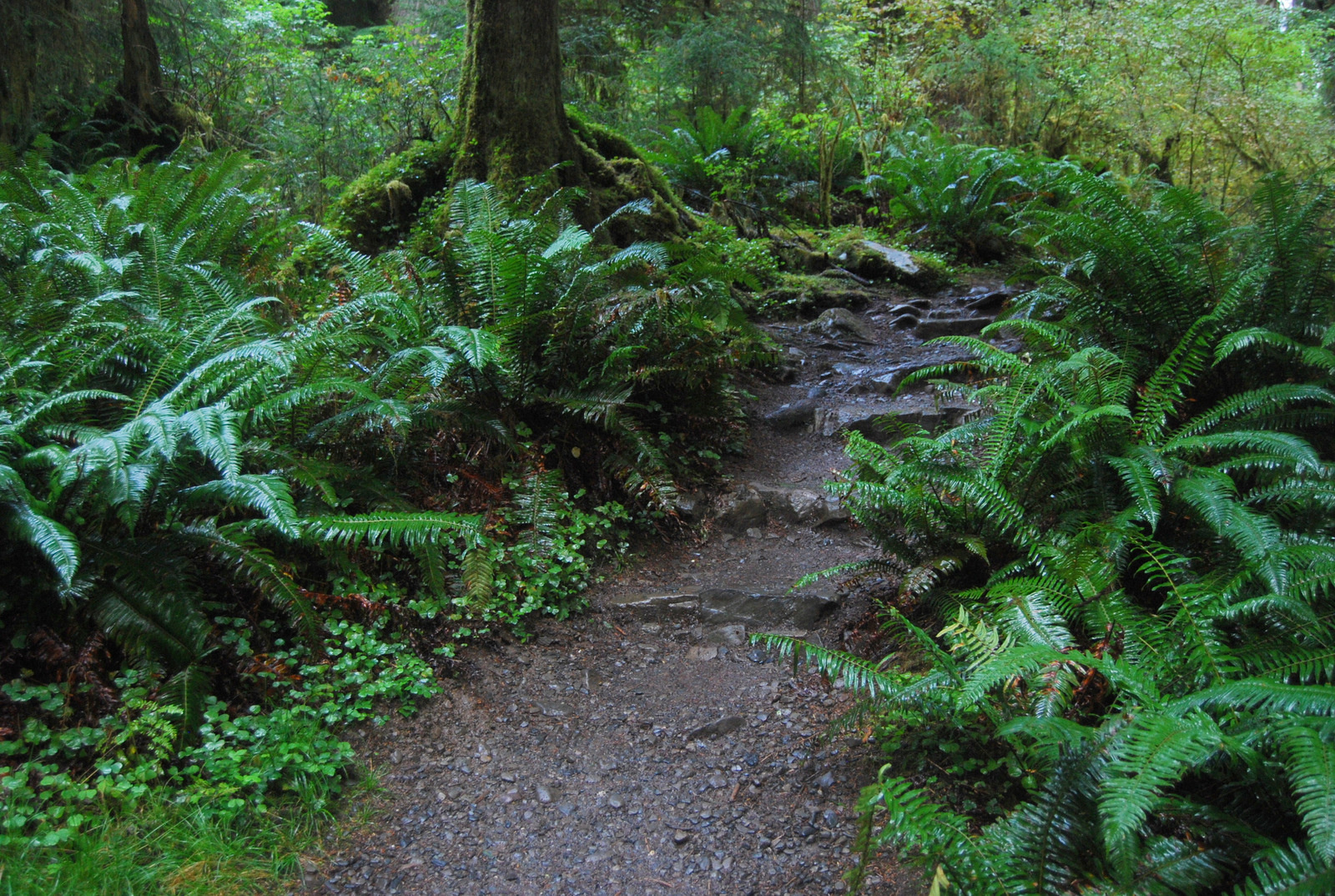 US13 0923 044 Hoh Rain Forest, Olympic NP, WA