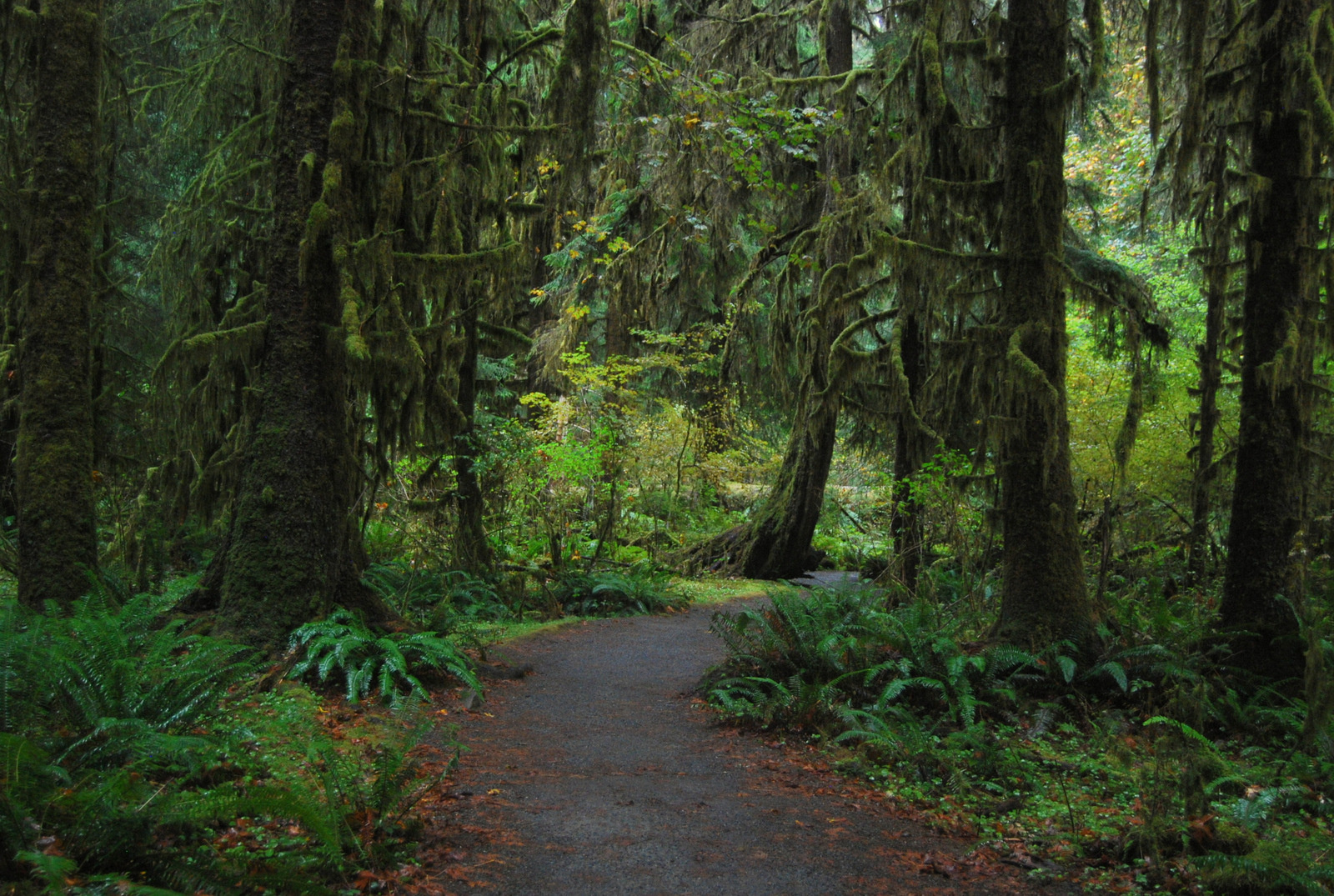 US13 0923 048 Hoh Rain Forest, Olympic NP, WA