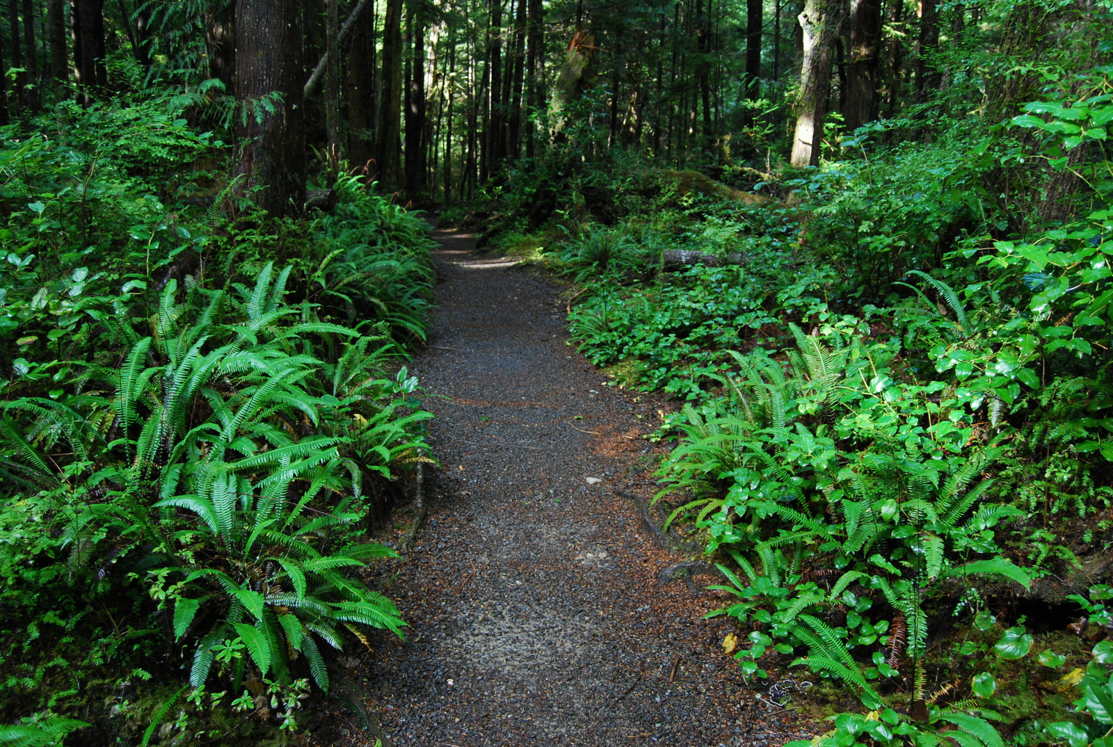 US13 0924 002 Cape Alava Trail, Olympic NP, WA