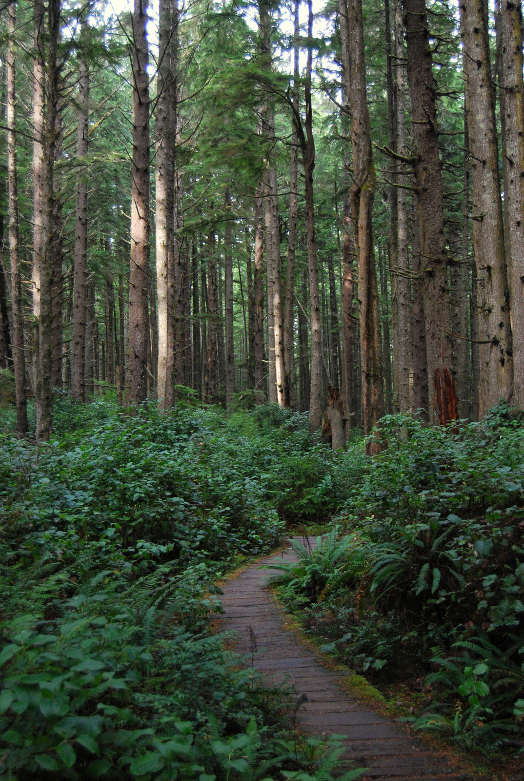 US13 0924 072 Sand Point Trail, Olympic NP, WA