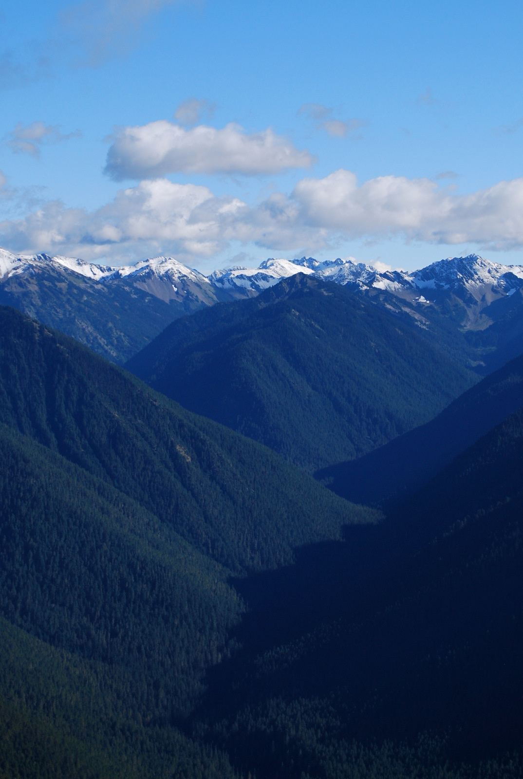 US13 0925 073 Hurricane Ridge, Olympic NP, WA