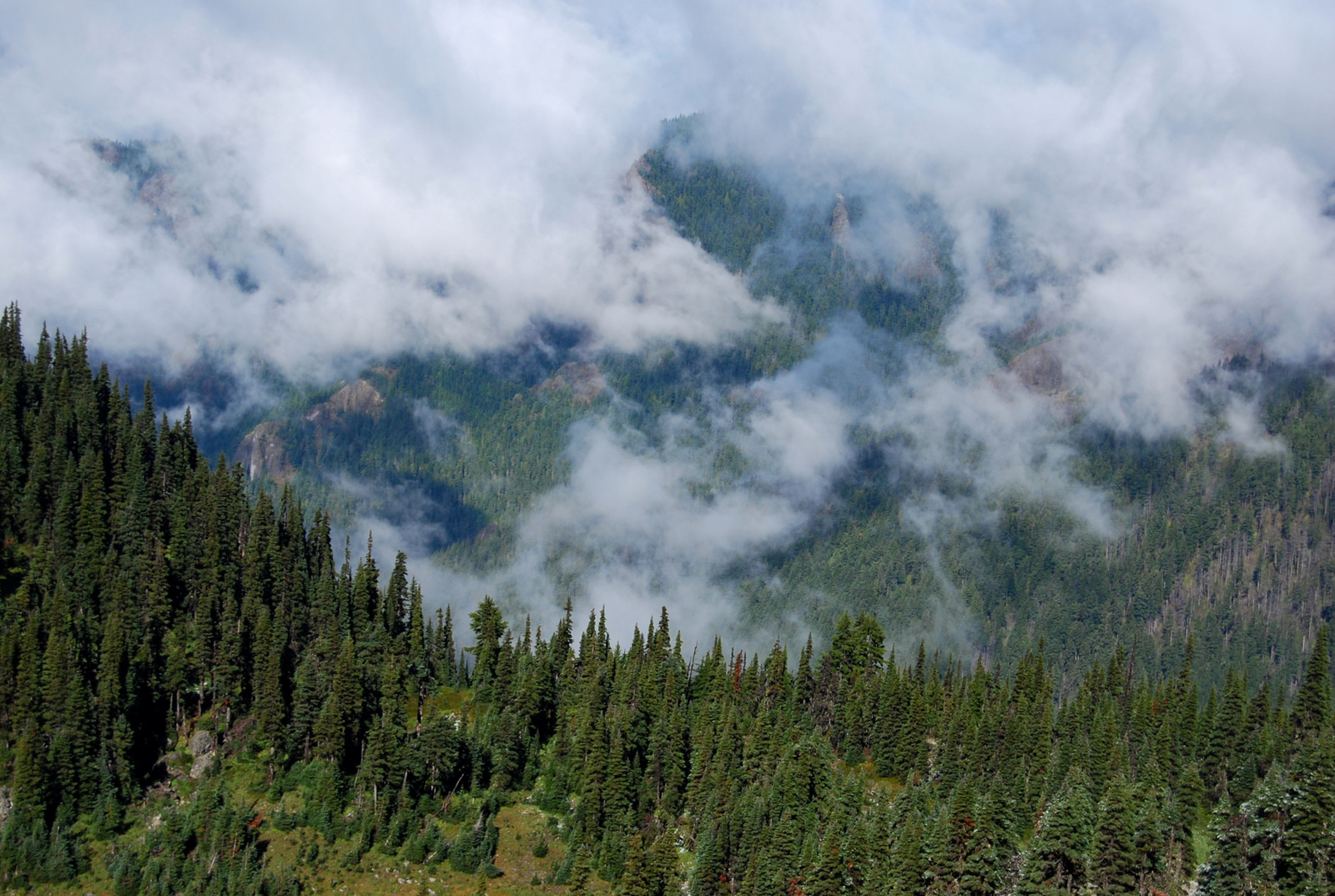 US13 0925 019 Hurricane Ridge, Olympic NP, WA