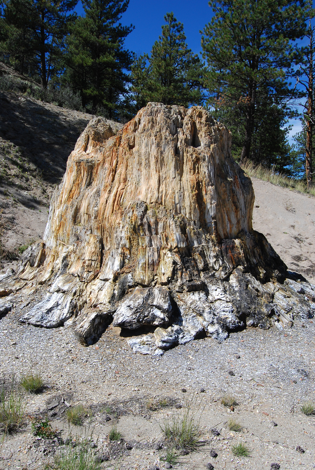 US14 0913 077 Florissant Fossil Beds NM, CO