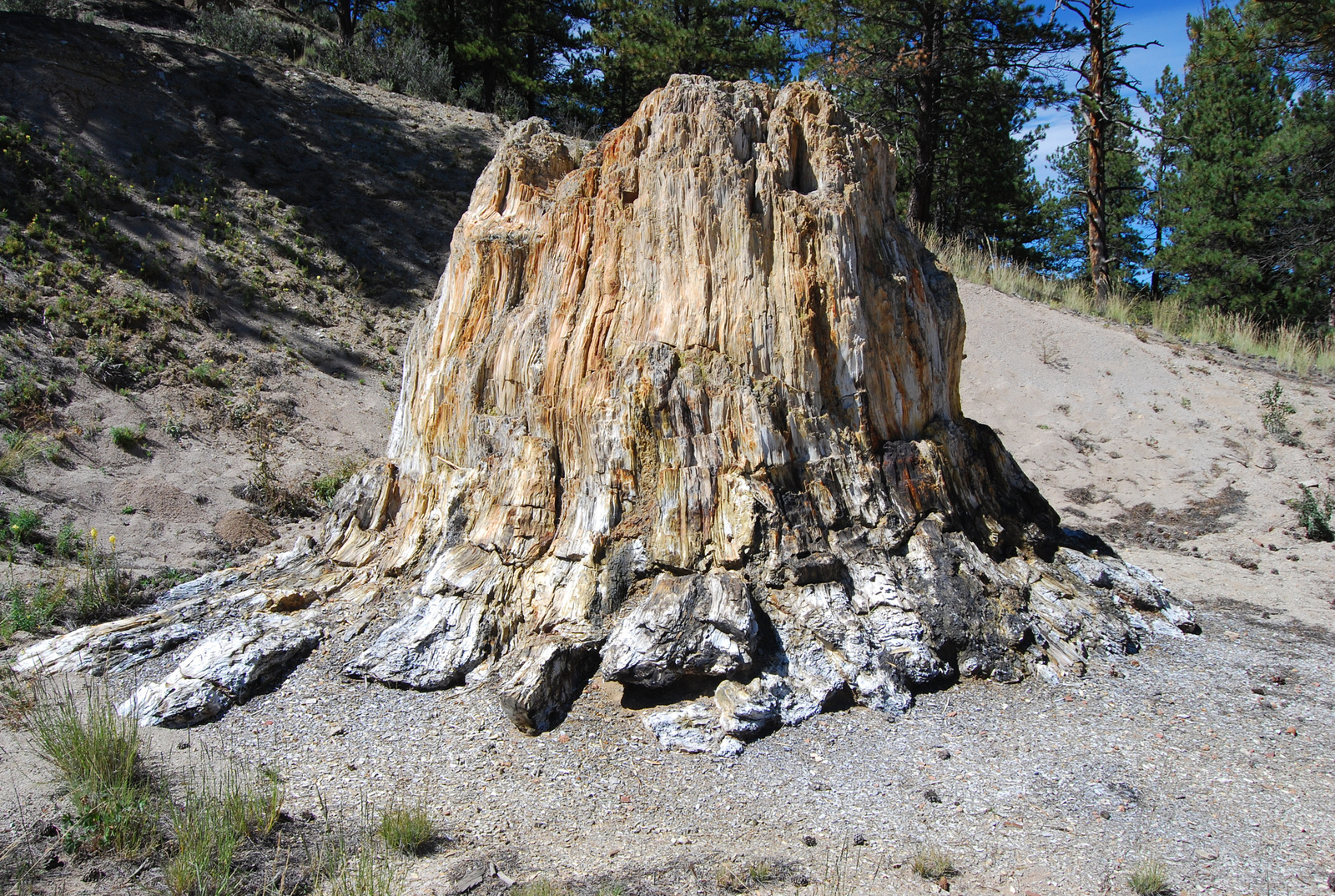 US14 0913 079 Florissant Fossil Beds NM, CO