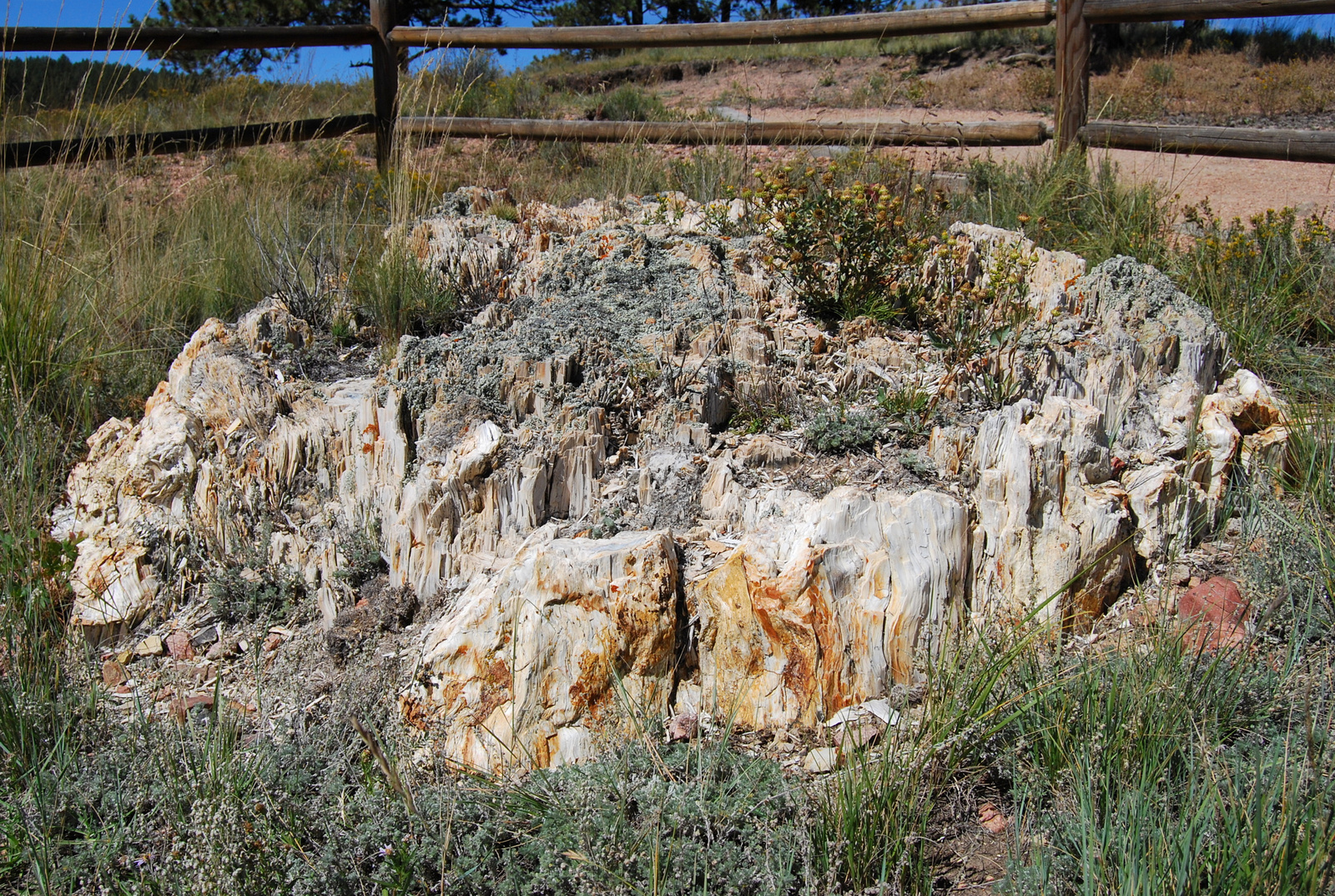 US14 0913 083 Florissant Fossil Beds NM, CO