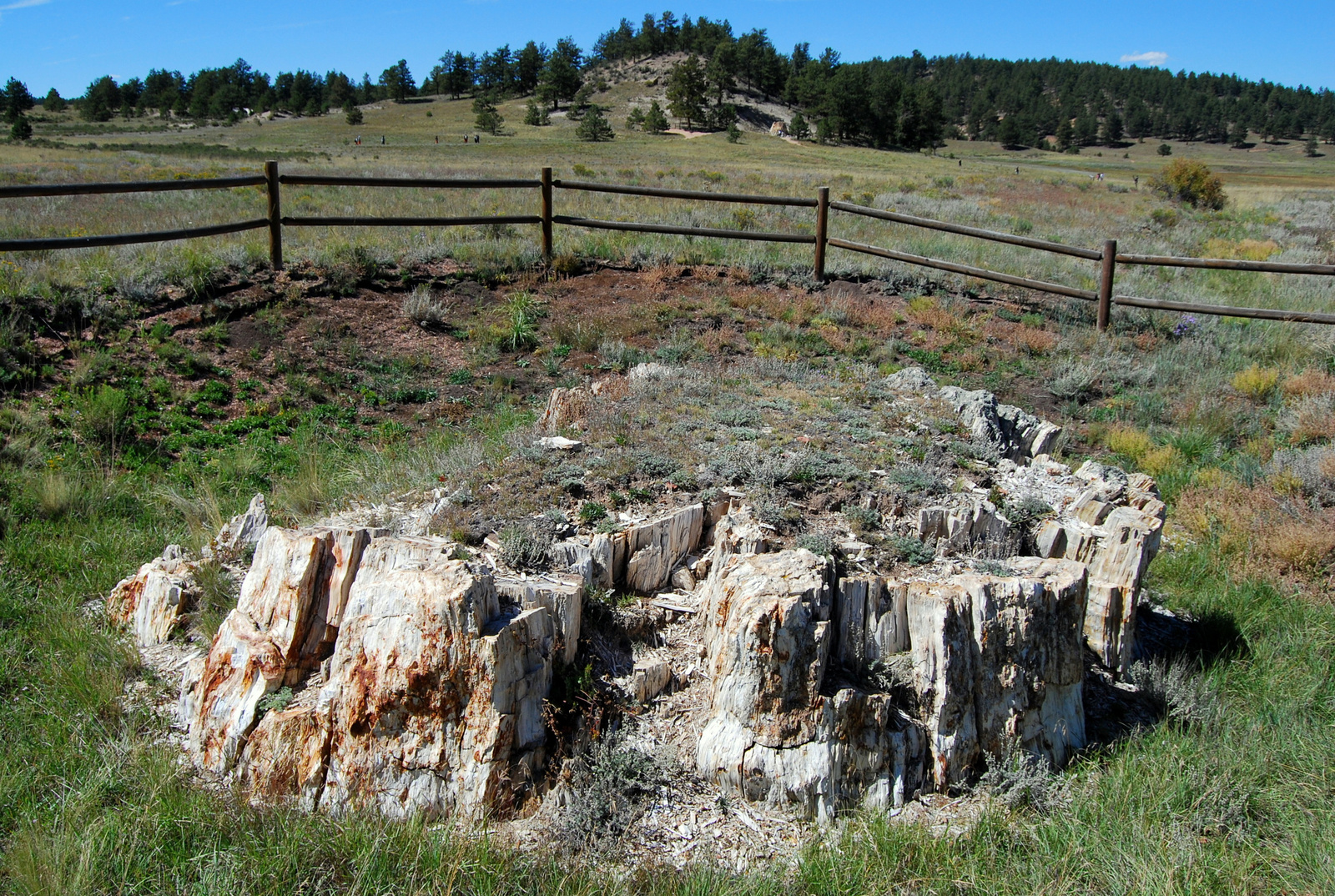 US14 0913 087 Florissant Fossil Beds NM, CO