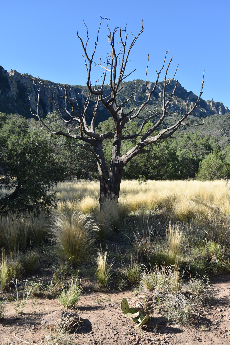 US15 0916 09 Chisos Basin, Big Band NP, TX