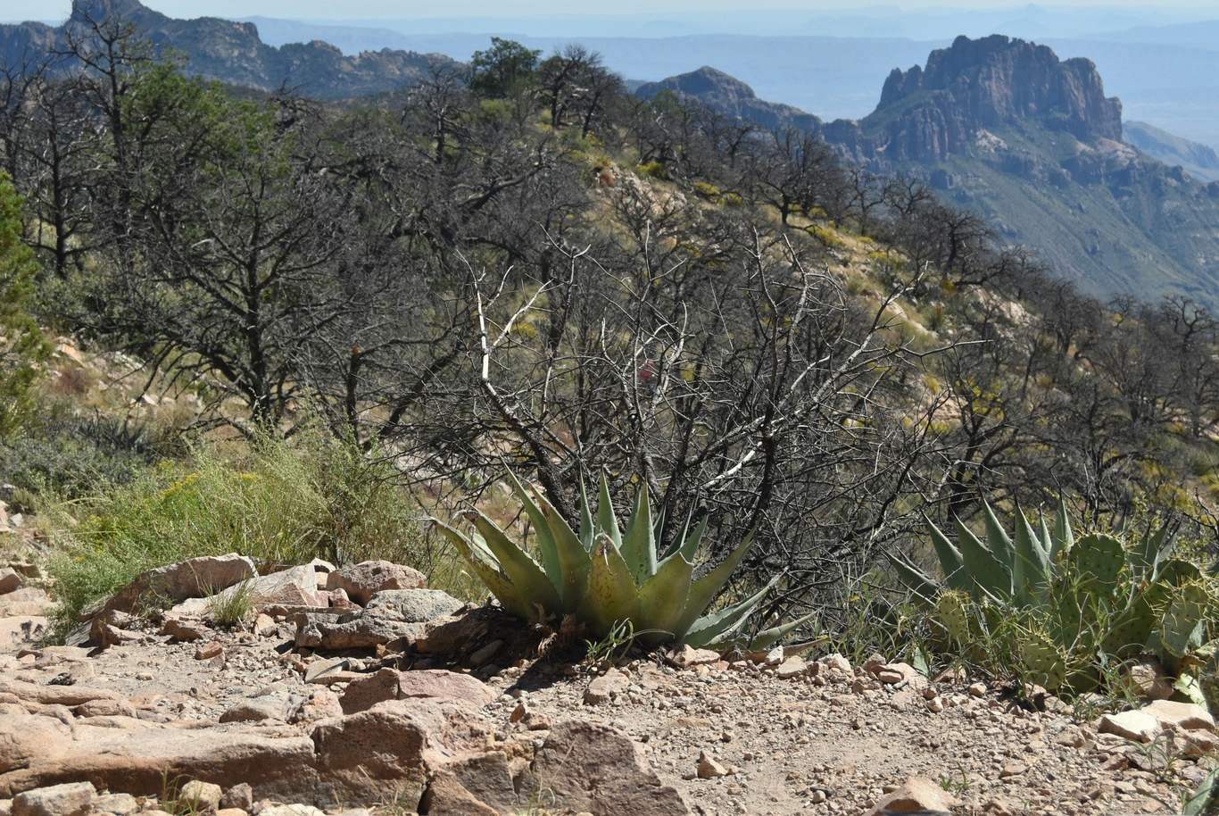 US15 0916 20 Chisos Basin, Big Band NP, TX