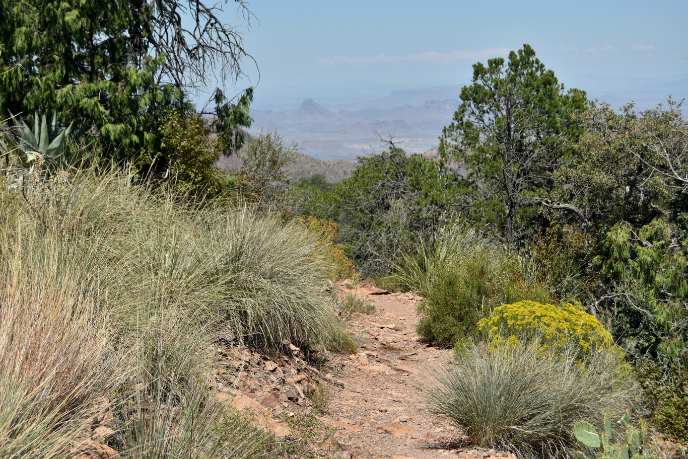 US15 0916 30 Chisos Basin, Big Band NP, TX