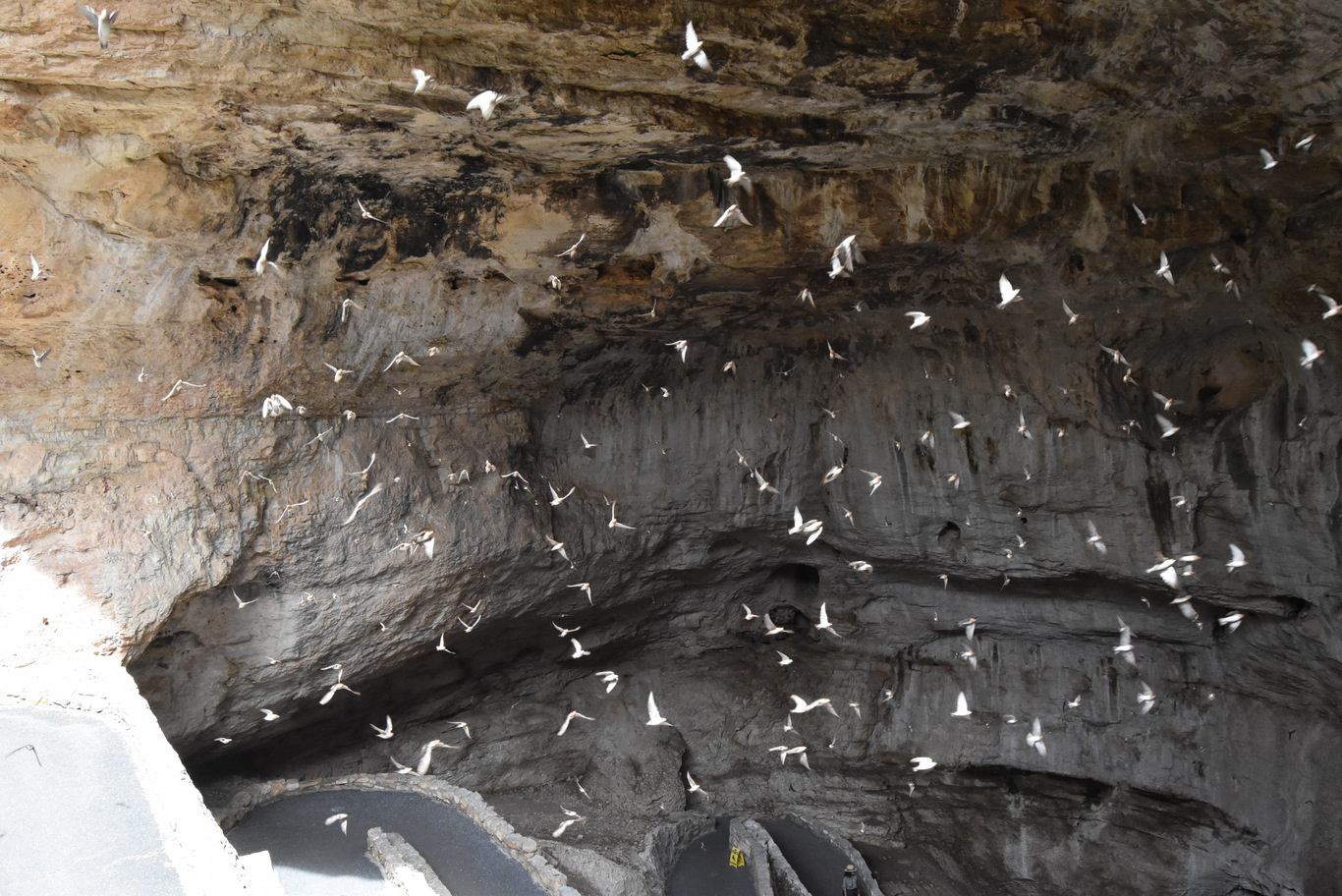 US15 0922 58 Carlsbad Caverns, NM