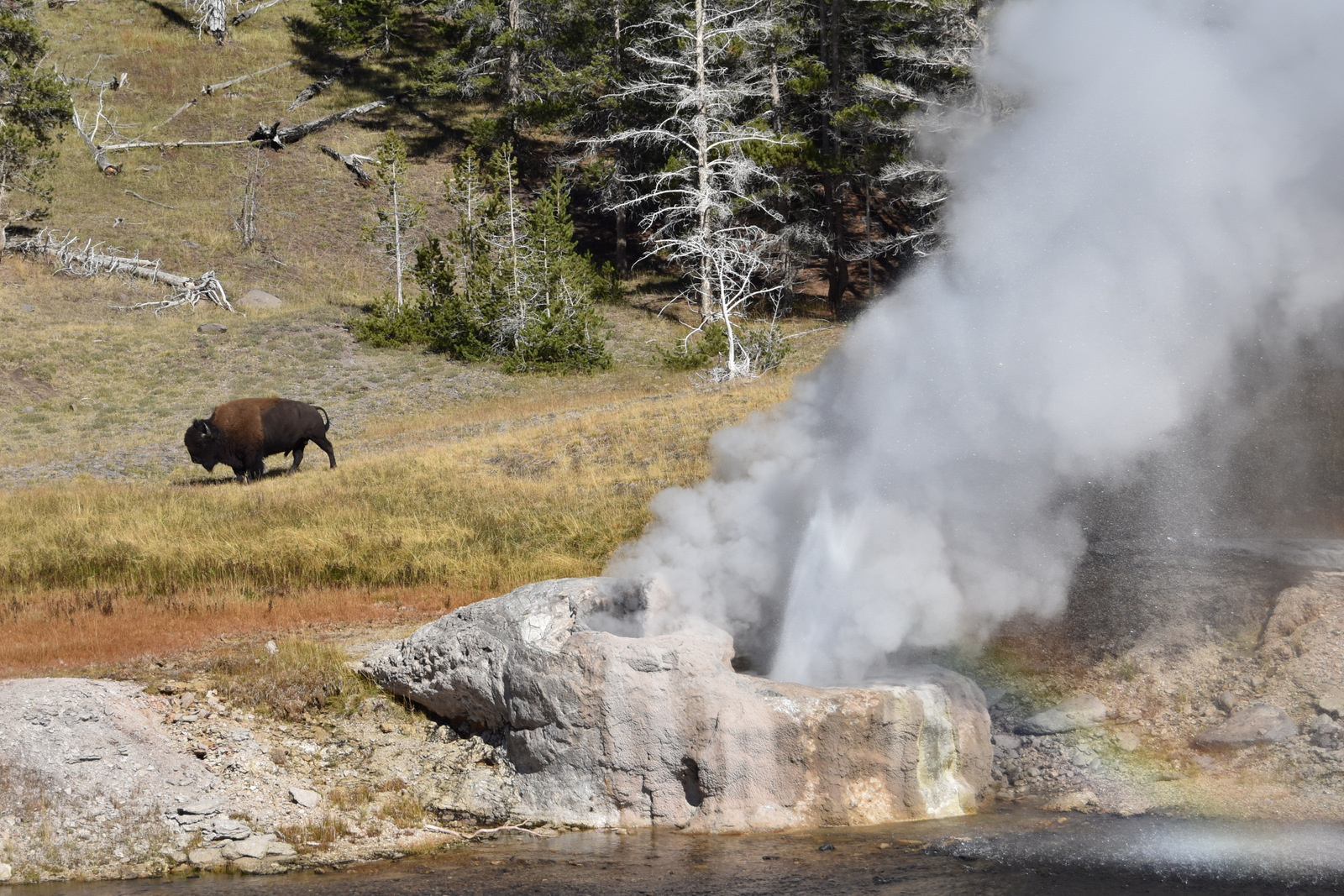 US160925 091 Yellowstone NP, WY