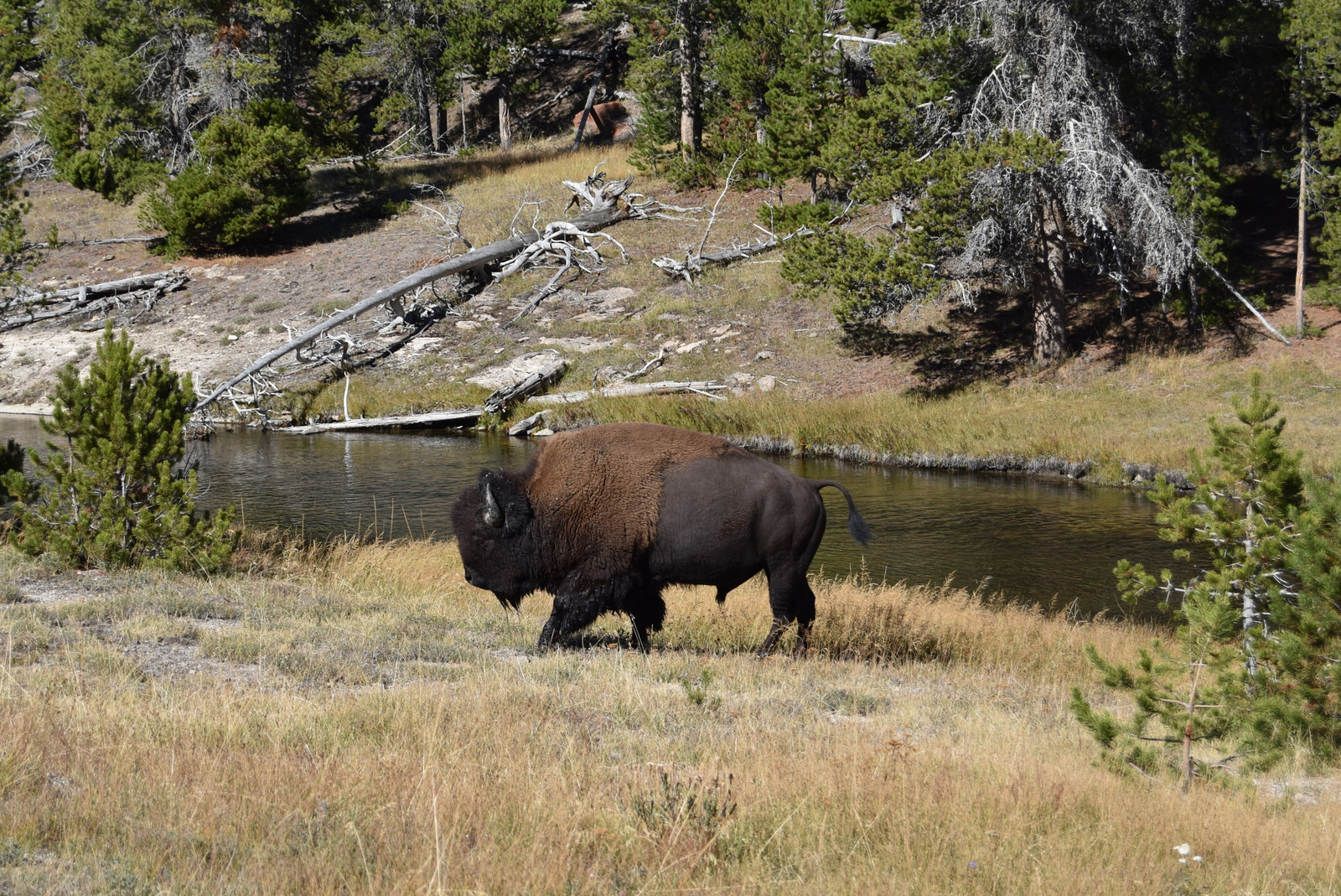 US160925 093 Yellowstone NP, WY