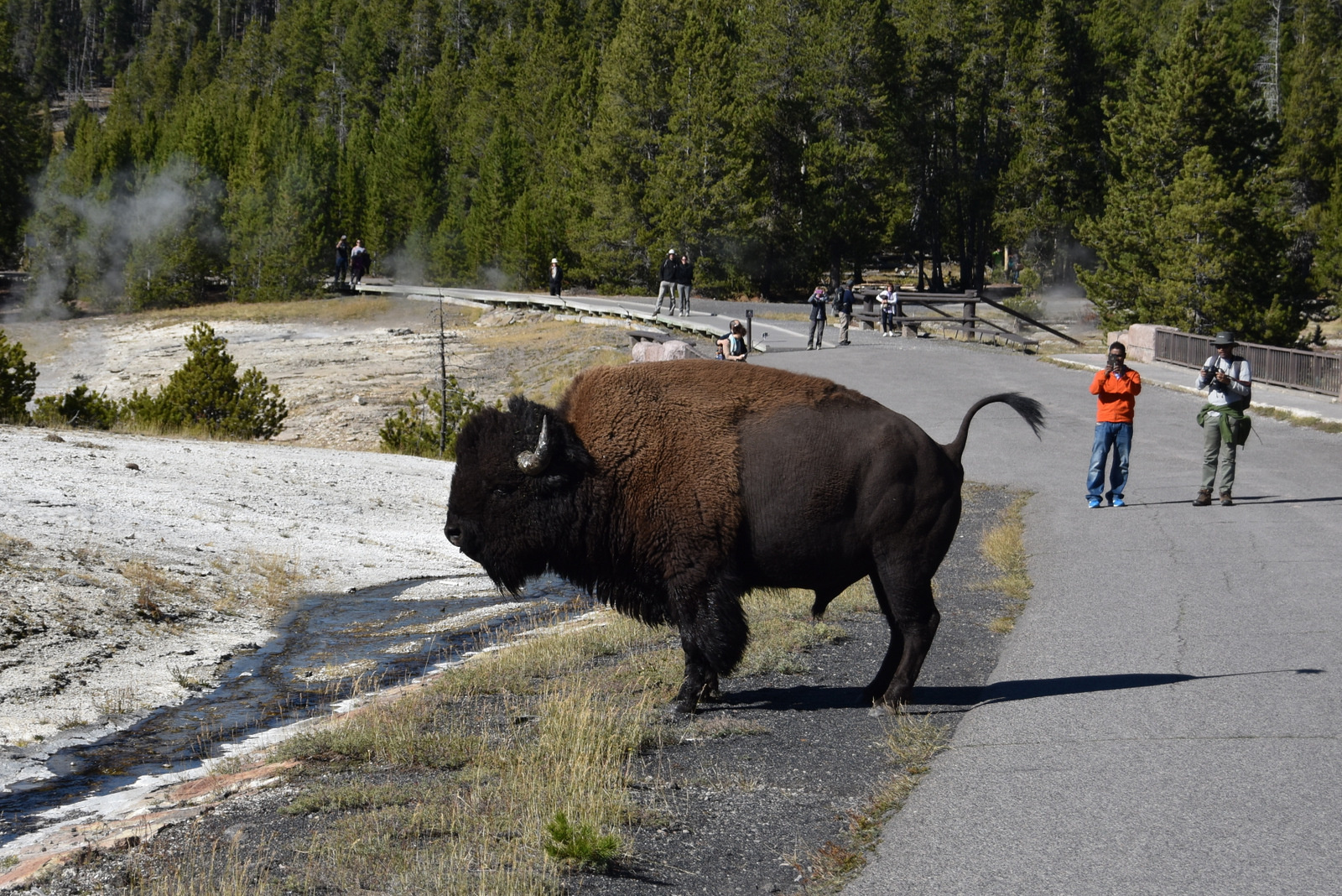 US160925 098 Yellowstone NP, WY