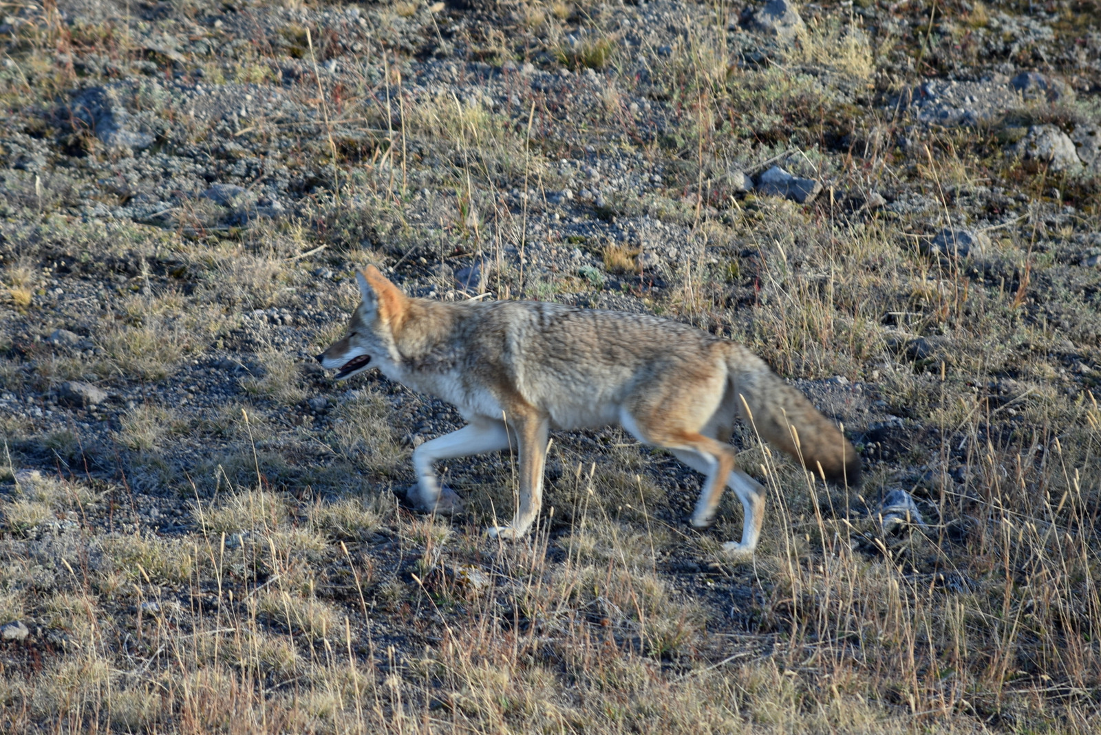 US160925 164 Yellowstone NP, WY