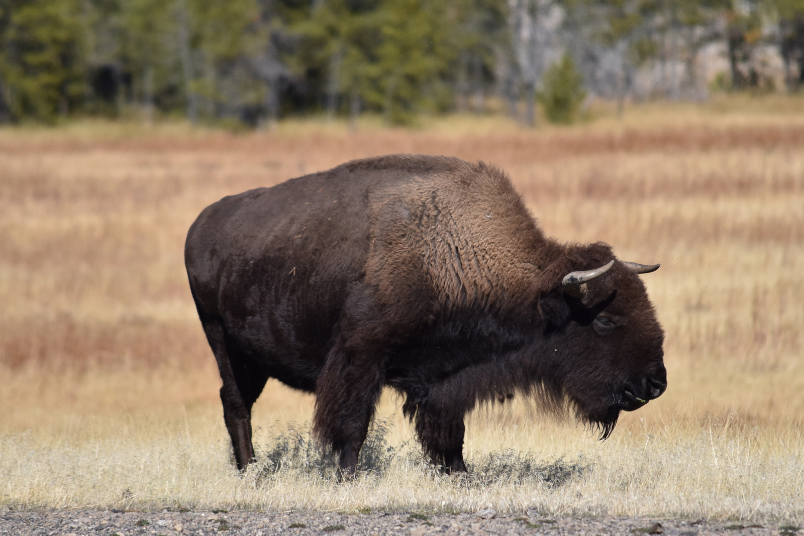 US160926 031 Yellowstone NP, WY