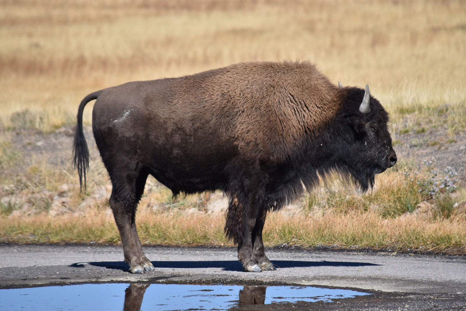 US160926 032 Yellowstone NP, WY