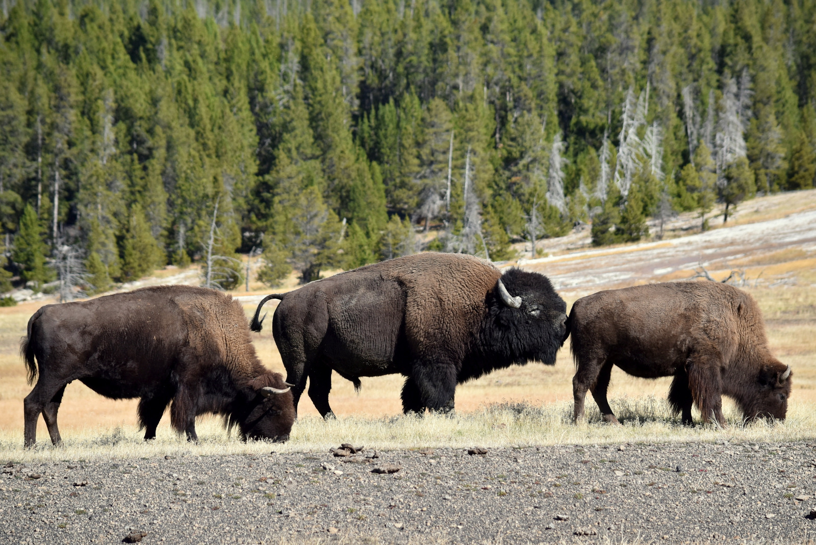 US160926 033 Yellowstone NP, WY