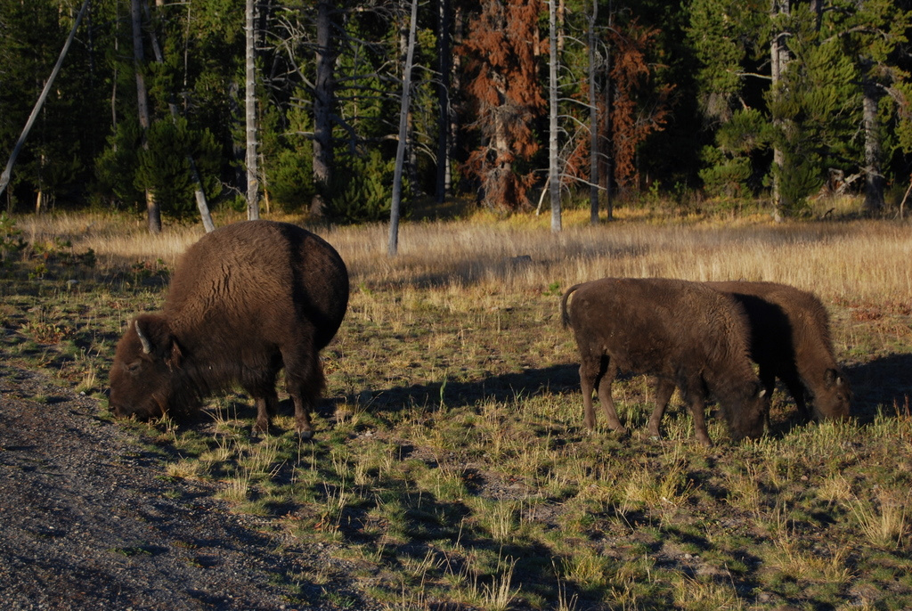 US 2010 Day09  089 Bisons, Yellowstone NP, WY