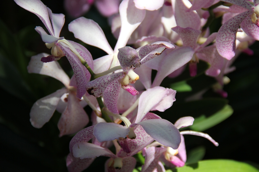 Singapore day3 Botanic garden19 Orchidea kert