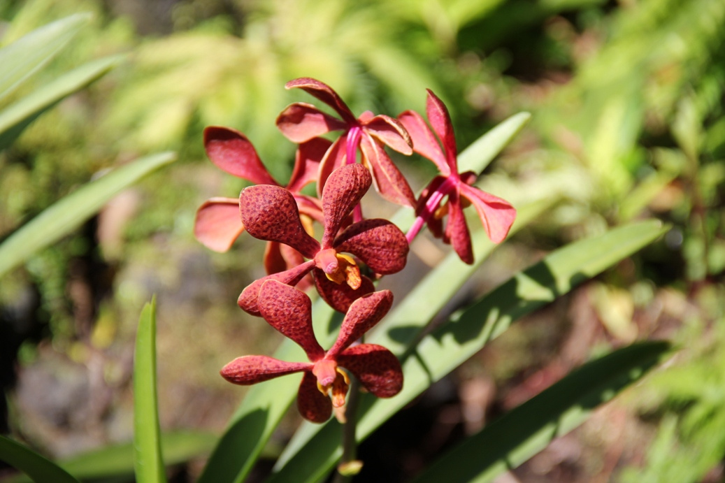 Singapore day3 Botanic garden38 Orchidea kert