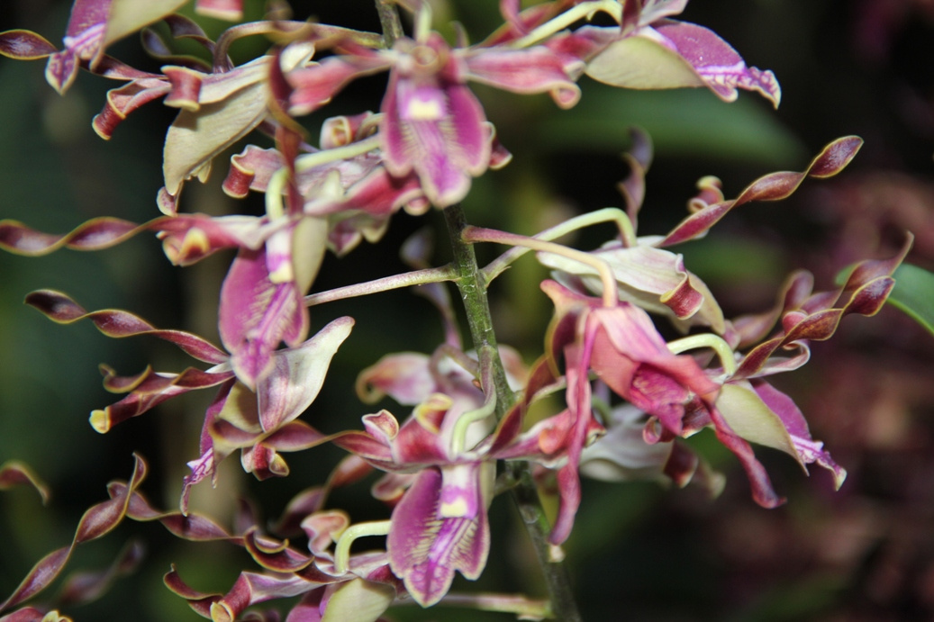 Singapore day3 Botanic garden49 Orchidea kert