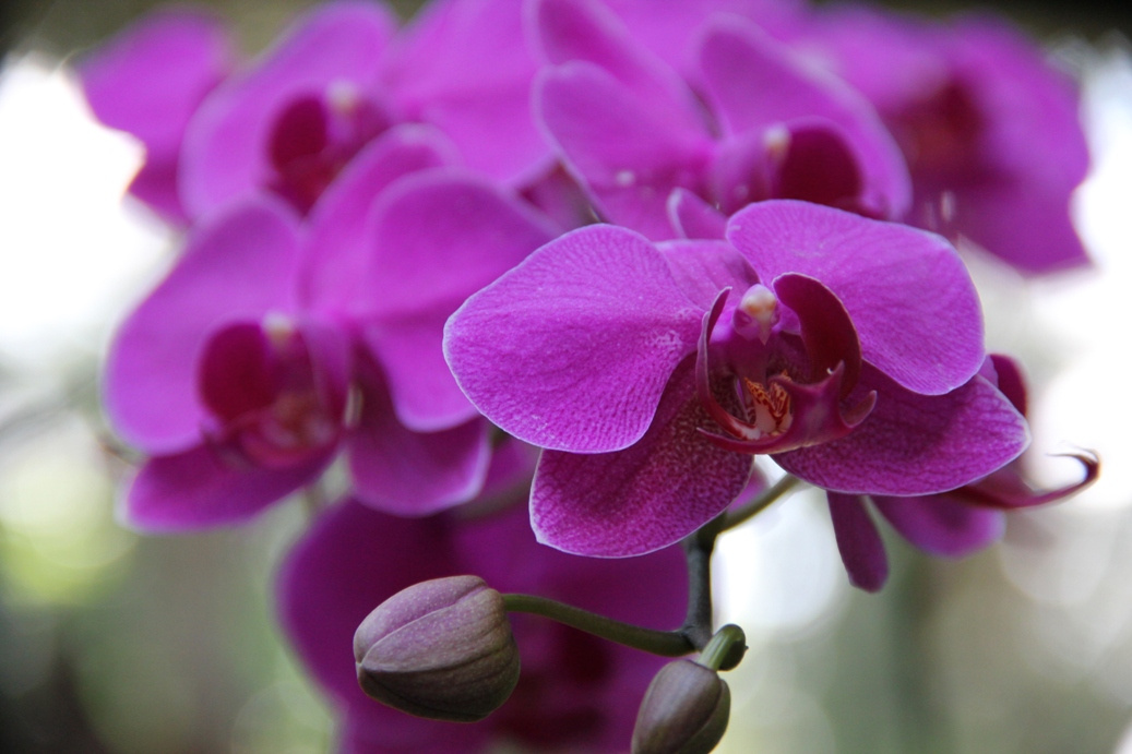 Singapore day3 Botanic garden54 Orchidea kert