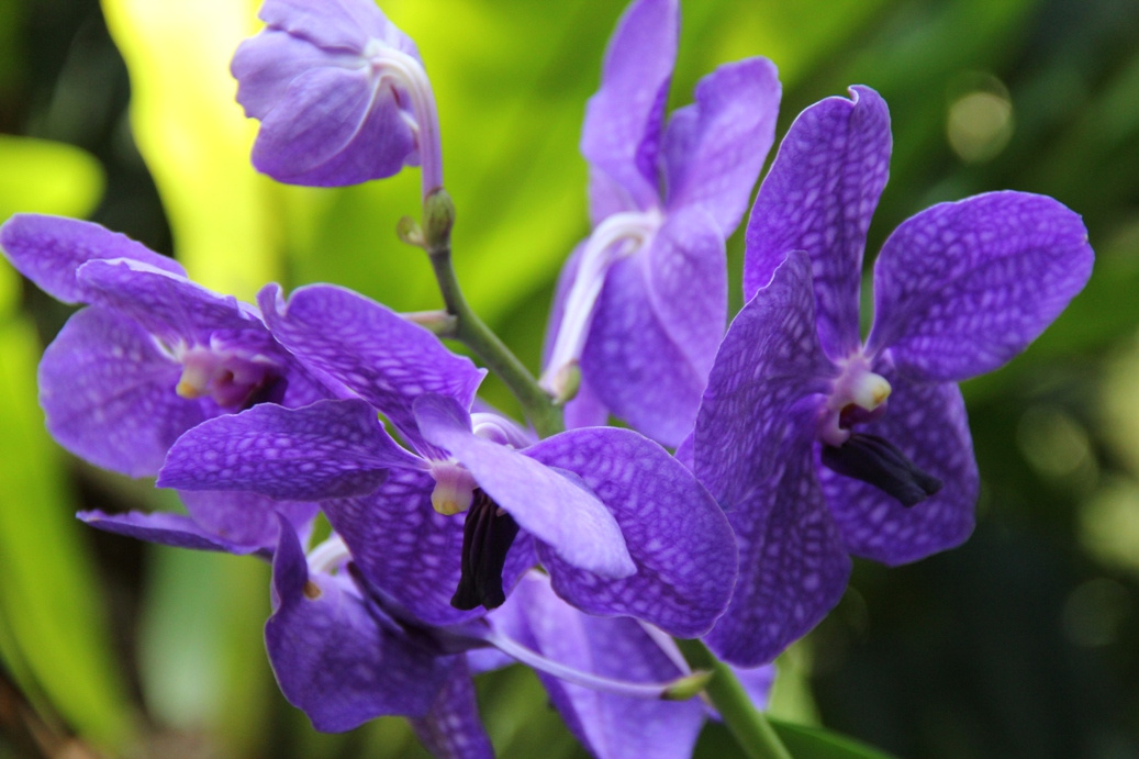 Singapore day3 Botanic garden61 Orchidea kert