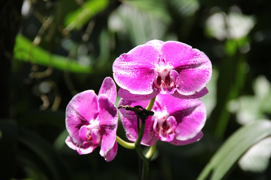 Singapore day3 Botanic garden90 Orchidea kert