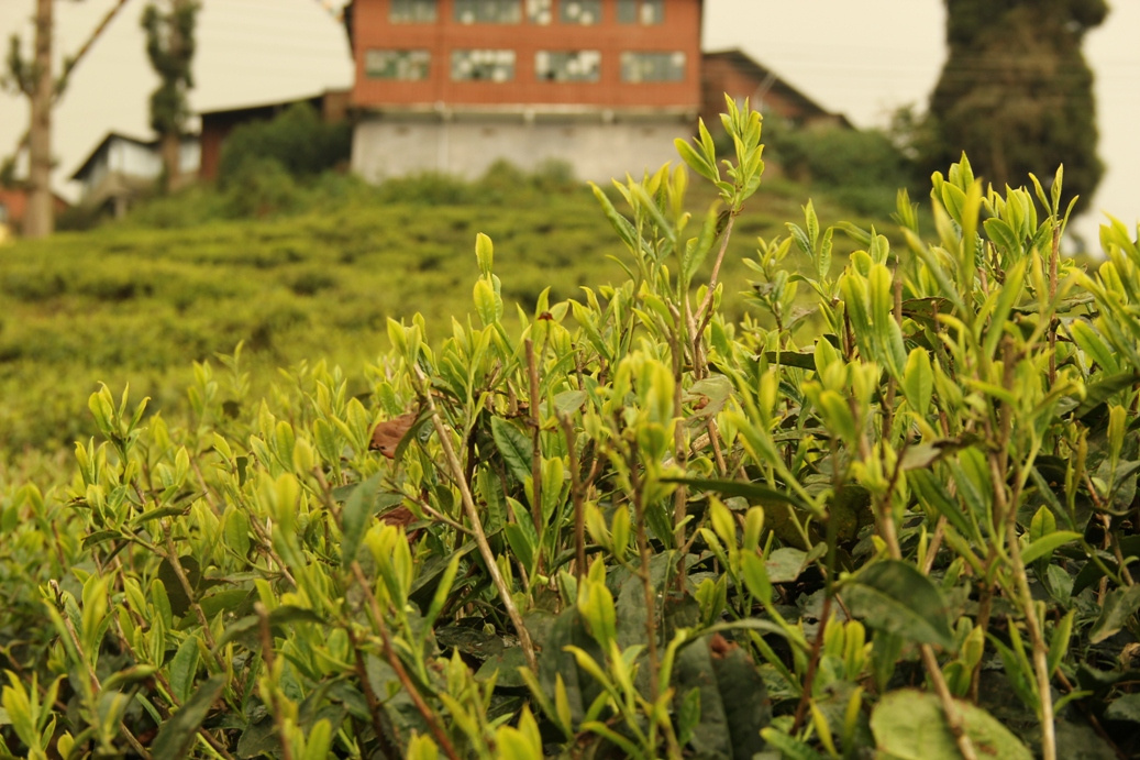 Darjeeling Tea garden1